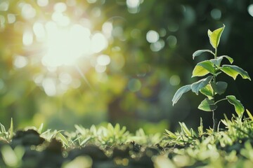 Sunlit garden with small green plant sprouting from soil.