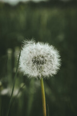 Obraz premium dandelion head