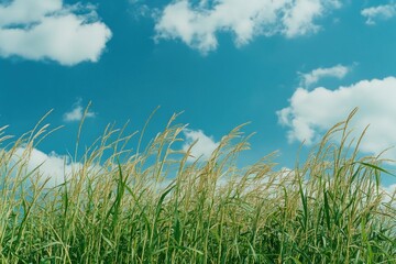 Obraz premium Pure green field with tall, swaying grass against a blue cloudy sky.