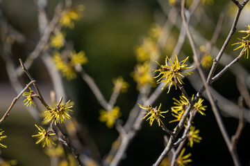 Spring background, Witch Hazel (Hamamelis virginiana) in bloom. Selective focus. Sunny spring day background.