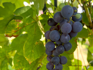 Grapes ripening on vines from a home plantation