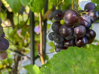 Grapes ripening on vines from a home plantation