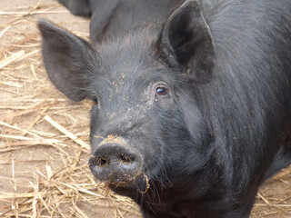 black pig 