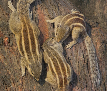 Five-striped Palm Squirrels, (Funambulus pennanti), adult and two young on a tree trunk, Bharatpur Bird Sanctuary, Keoladeo National Park, Bharatpur, Rajasthan, India.