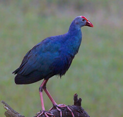Purple Swamphen (Porphyrio porphyrio), adult standing close, Bharatpur Bird Sanctuary, Keoladeo National Park, Rajasthan, India.