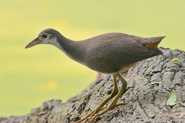 White-breasted Waterhen (Amaurornis phoenicurus), close, Bharatpur Bird Sanctuary, Keoladeo National Park, Bharatpur, Rajasthan, India.