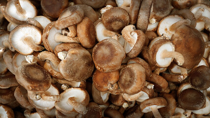 Organic Mushroom Harvest: Shiitake and Fresh Fungi
