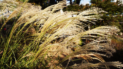 Autumn Reeds Swaying in the Breeze