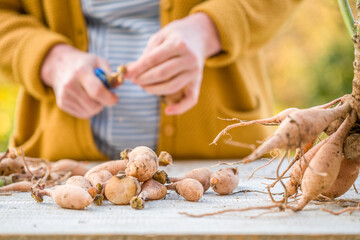 Female gardener dividing dahlias. Freshly lifted and washed clumps of dahlia tubers being divided. Splitting dahlias before winter storage.
