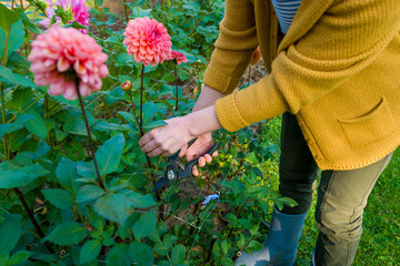 Gardener harvesting dahlia blooms. Woman with pruning shears and beautiful dahlia flowers. Growing...