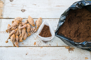Putting away freshly divided dahlia tubers dipped in cinnamon, using peat moss as a storage medium....