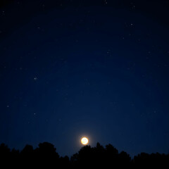 Fototapeta premium moonlit sky filled with stars above silhouetted trees on a clear night
