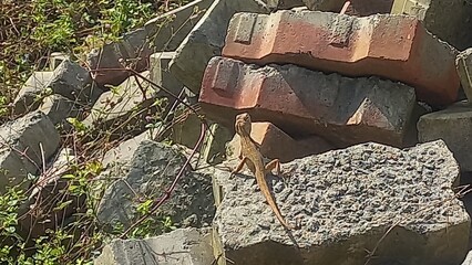 lizard sitting on the stone,Beautiful Lizard a small animal sitting on a stone,Close up picture of a  lizard sitting on a stone