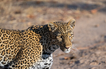 Leopard in the golden hour