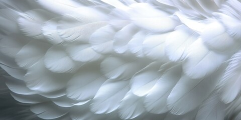 Obraz premium Close-Up View of Soft White Feathers with Delicate Texture Highlighting Natural Beauty and Grace of Avian Life in Serene Background