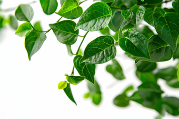 Obraz premium Selective focus of ficus leaves on white background