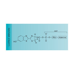 Fototapeta premium Luciferyl adenylate skeletal structure diagram.Organic molecule compound molecule scientific illustration.