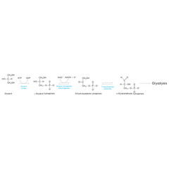 Diagram showing conversion of Glycerol to DAG and glycolysis - biochemical enzymatic reaction. Simple scientific illustration.
