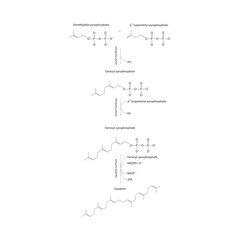 Diagram showing formation of Squalene via enzymatic reactions. Simple biochemical reaction illustration.