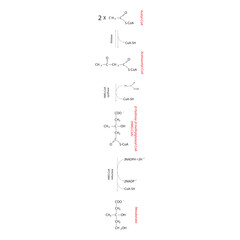 Diagram showing formation of mevalonate from acetyl-CoA via enzymatic reactions. Simple biochemical reaction illustration.
