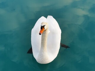 Swan