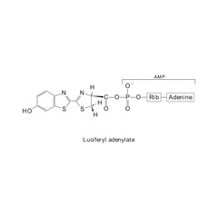 Luciferyl adenylate skeletal structure diagram.Organic molecule compound molecule scientific illustration.