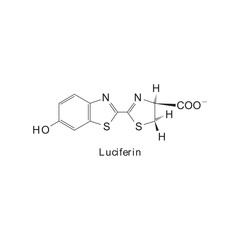 Fototapeta premium Luciferin skeletal structure diagram.Organic molecule compound molecule scientific illustration.
