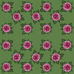 flower, pink, nature, plant, peony, garden, blossom, bloom, petal, flowers, isolated, leaf, red, flora, beauty, rose, spring, dahlia, summer