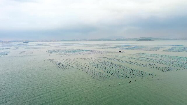 Expansive view of abalone farming off the coast of Gaobei Island in Putian City, Fujian Province, China. Rows of floating structures create a pattern across the calm sea, sustainable aquaculture.