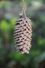 Conifer cone. Pine Trees And Cones
