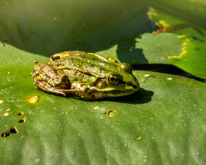 Green pool frog sitting on a leaf in a pond