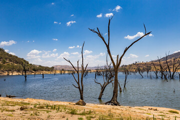 Dead barren trees in the Murray River at Hume Dam featuring shimmering water and hilly countryside...