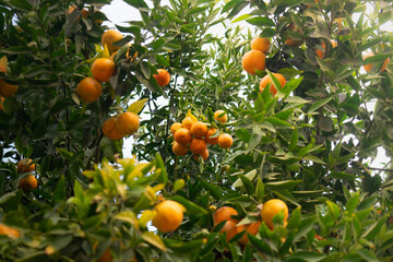 Beautiful, ripe, orange Tangerines on a healthy tree, ready to be collected. Citrus tree with tens of orange fruit ready for harvest