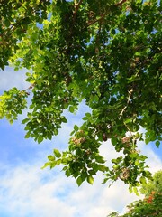 Fototapeta premium green leaves