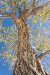 Tree with a trunk that is brown and has a few branches