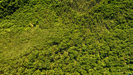 Perpendicular aerial view of a dense forest on a sunny day. Ideal for texture, pattern and...