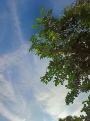 sky and tree