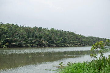 Taking a photo of the riverbank of the estuary with a dense palm forest in the background.
