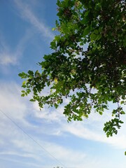 tree and sky