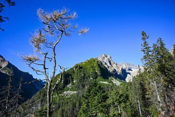 Golden larch trees frame a stunning mountain view beneath a vibrant blue sky, capturing the essence...