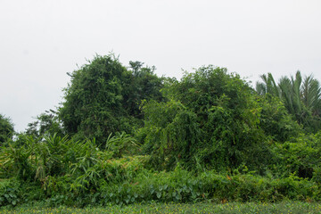 natural scenery of dense trees, green jungle with white sky