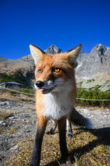 Wild red fox with thick fur looking away from camera in natural mountain habitat