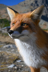 Wild red fox with thick fur looking away from camera in natural mountain habitat