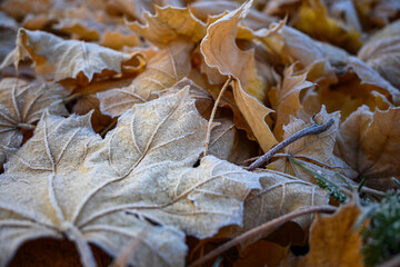 Close-up of orange maple leaves covered with hoarfrost lying on frosted grass in late autumn