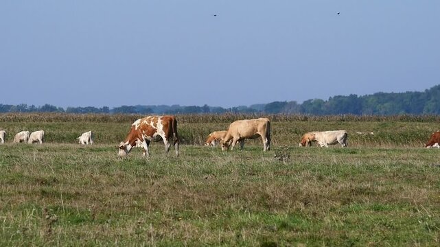 cow pasture - Idyllic landscape shot of a cow pasture on R&uuml;gen. The cows stand relaxed in the sun and enjoy the vastness of the island. It is a video excerpt of 7 seconds. The video is 38 MB in size.