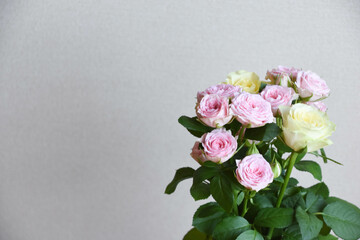 黄色とピンクのばら