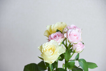 黄色とピンクのばら