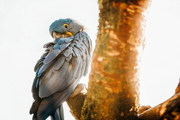 Blue macaw parrot bird, golden hour light