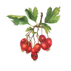 Hawthorn on twigs with green leaves and bright red berries (crataegus, quickthorn, thornapple, May-tree, whitethorn, Mayflower or hawberry). Watercolor hand drawn painting illustration isolated