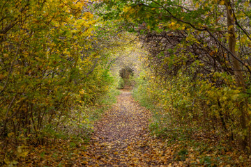 Obraz premium forêt en automne